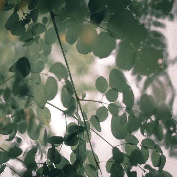 Moringa